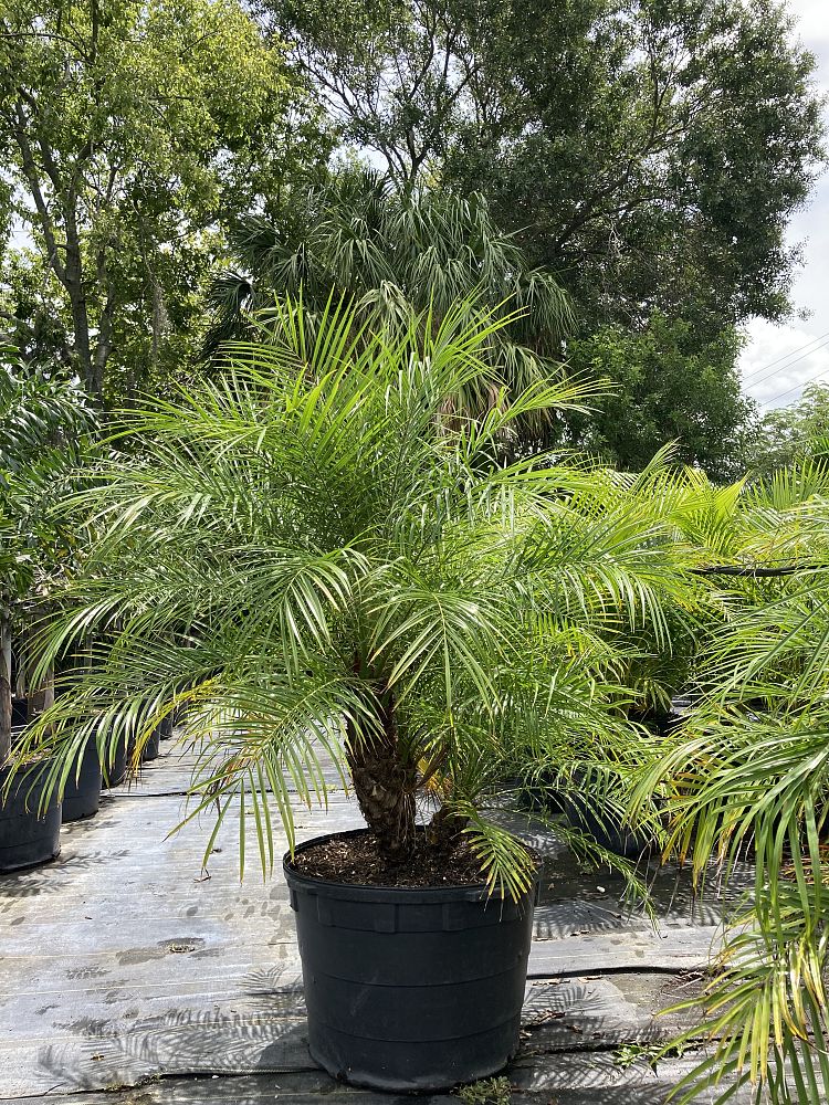 phoenix-roebelenii-pygmy-date-palm-roebelenii-palm