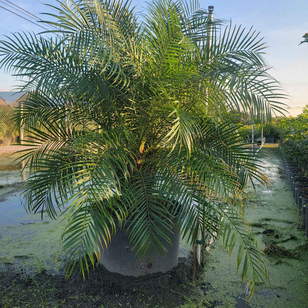phoenix-roebelenii-pygmy-date-palm-roebelenii-palm