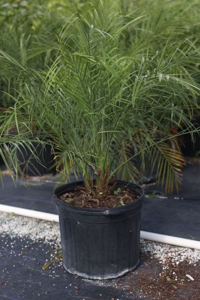 phoenix-roebelenii-pygmy-date-palm-roebelenii-palm
