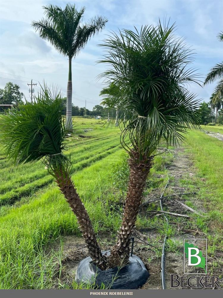 phoenix-roebelenii-pygmy-date-palm-roebelenii-palm