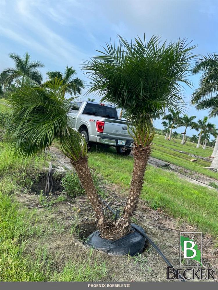 phoenix-roebelenii-pygmy-date-palm-roebelenii-palm