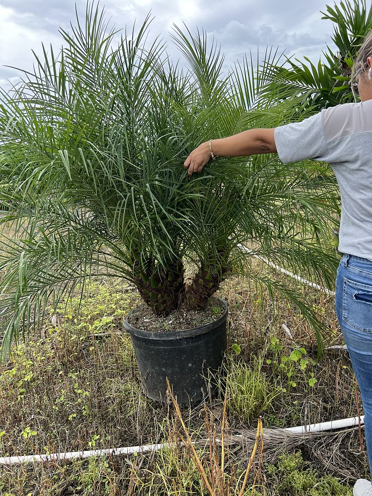 phoenix-roebelenii-pygmy-date-palm-roebelenii-palm