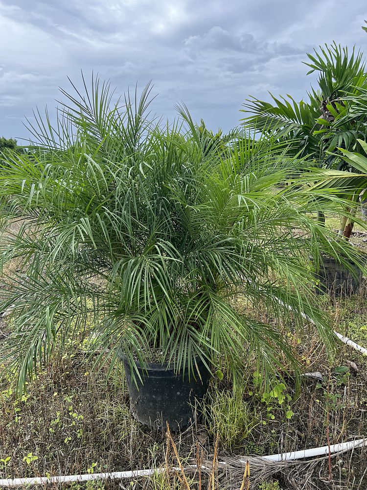 phoenix-roebelenii-pygmy-date-palm-roebelenii-palm