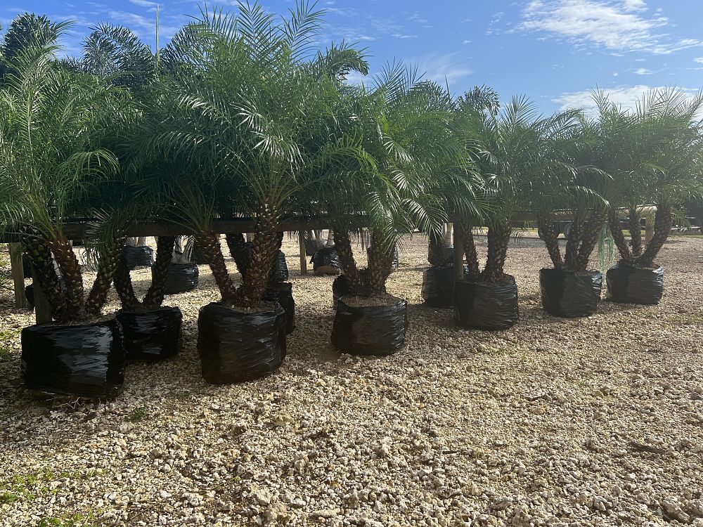 phoenix-roebelenii-pygmy-date-palm-roebelenii-palm