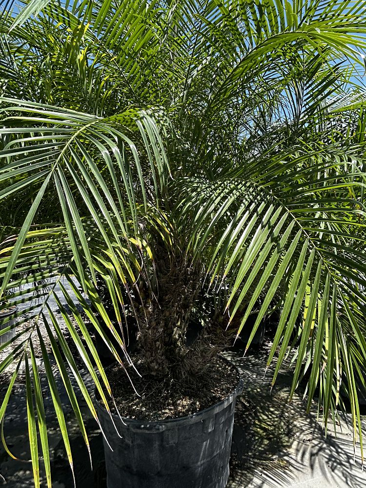 phoenix-roebelenii-pygmy-date-palm-roebelenii-palm
