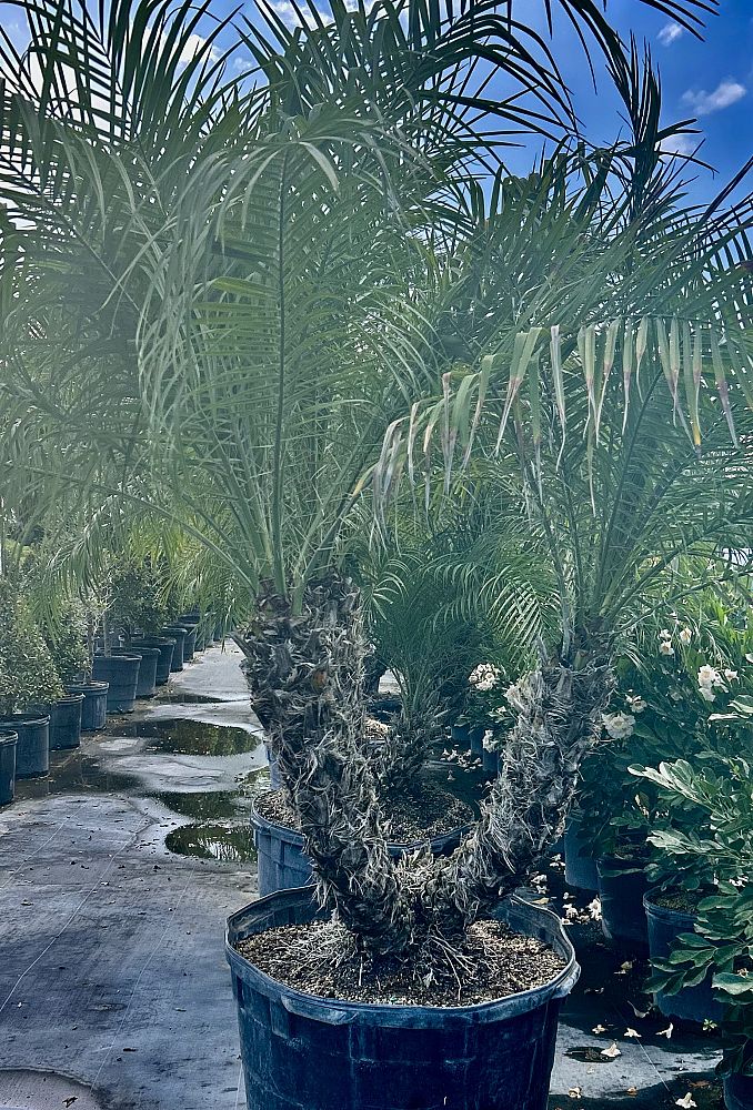 phoenix-roebelenii-pygmy-date-palm-roebelenii-palm