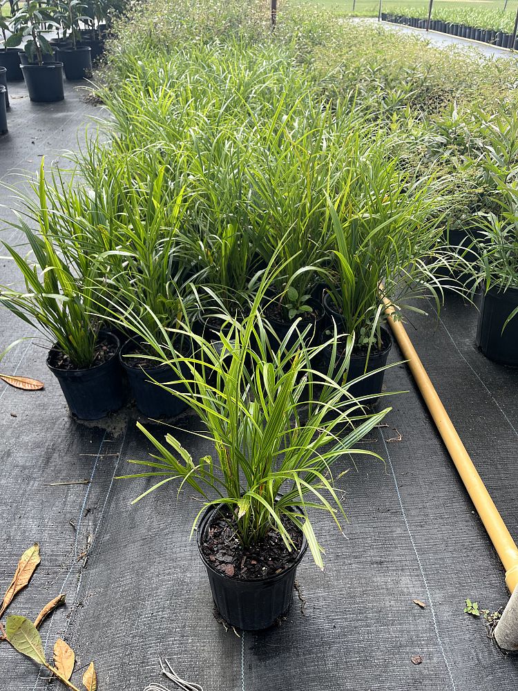phoenix-roebelenii-pygmy-date-palm-roebelenii-palm
