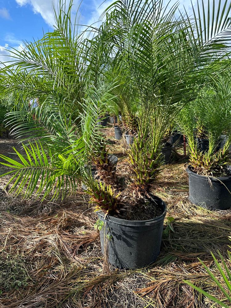 phoenix-roebelenii-pygmy-date-palm-roebelenii-palm