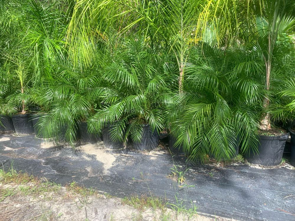 phoenix-roebelenii-pygmy-date-palm-roebelenii-palm