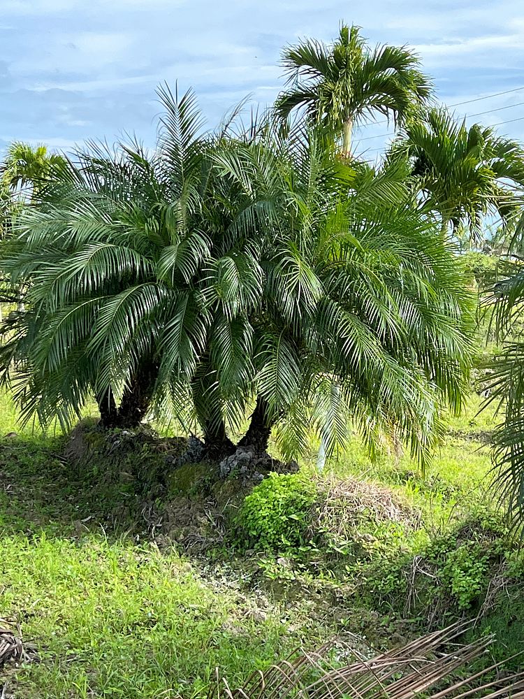 phoenix-roebelenii-pygmy-date-palm-roebelenii-palm