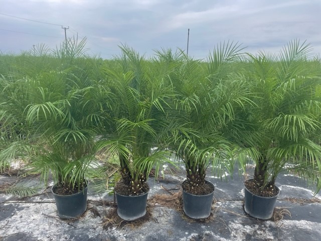 phoenix-roebelenii-pygmy-date-palm-roebelenii-palm