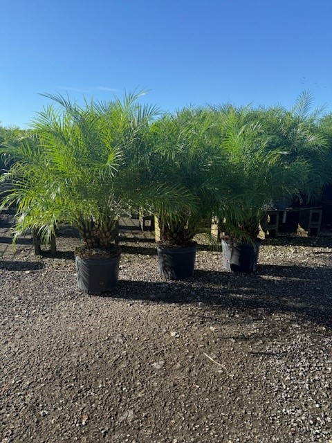 phoenix-roebelenii-pygmy-date-palm-roebelenii-palm