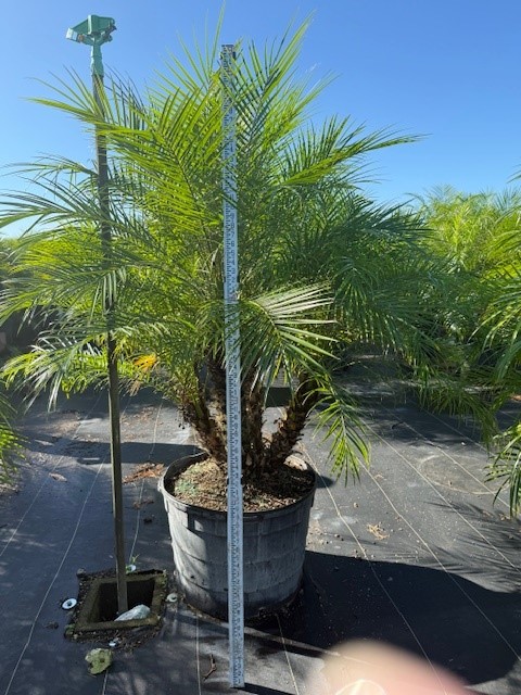 phoenix-roebelenii-pygmy-date-palm-roebelenii-palm