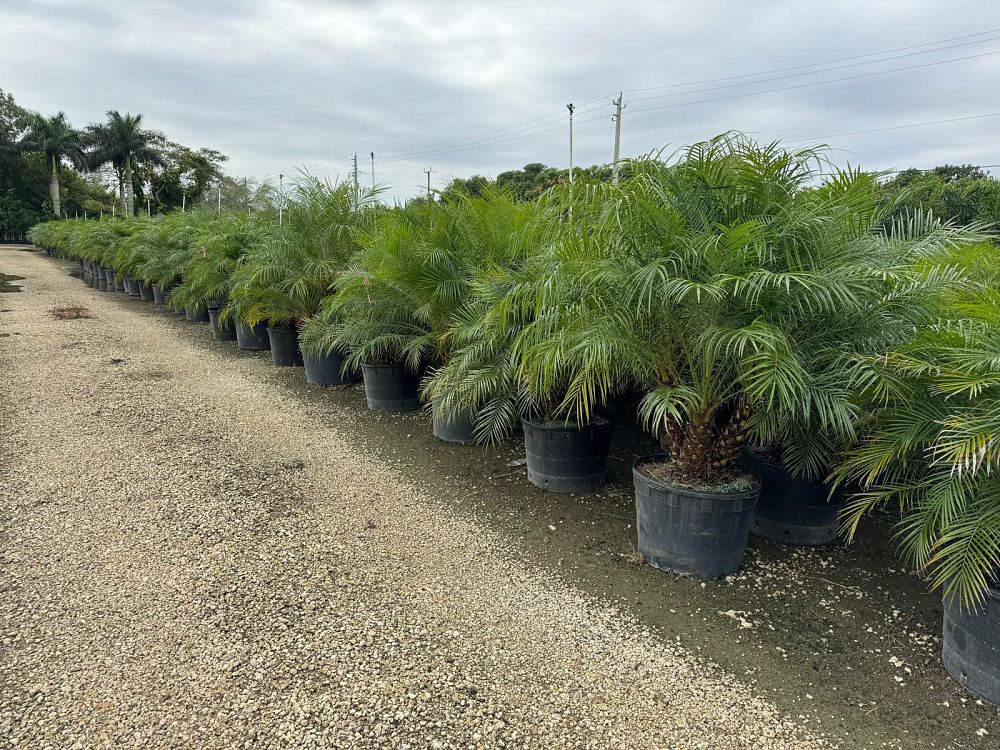 phoenix-roebelenii-pygmy-date-palm-roebelenii-palm