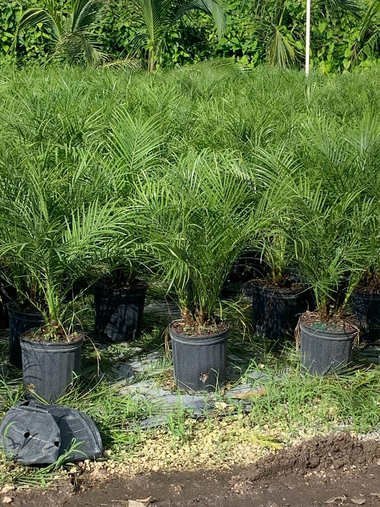 phoenix-roebelenii-pygmy-date-palm-roebelenii-palm