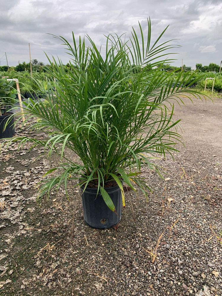 phoenix-roebelenii-pygmy-date-palm-roebelenii-palm
