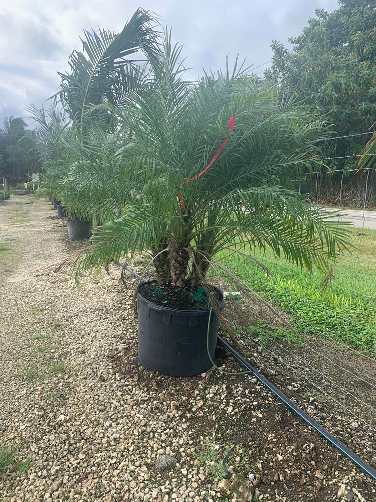 phoenix-roebelenii-pygmy-date-palm-roebelenii-palm