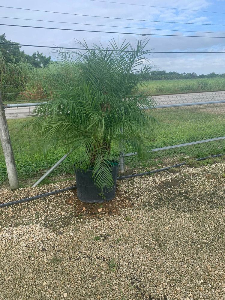 phoenix-roebelenii-pygmy-date-palm-roebelenii-palm