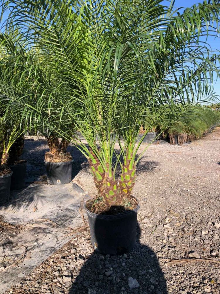 phoenix-roebelenii-pygmy-date-palm-roebelenii-palm