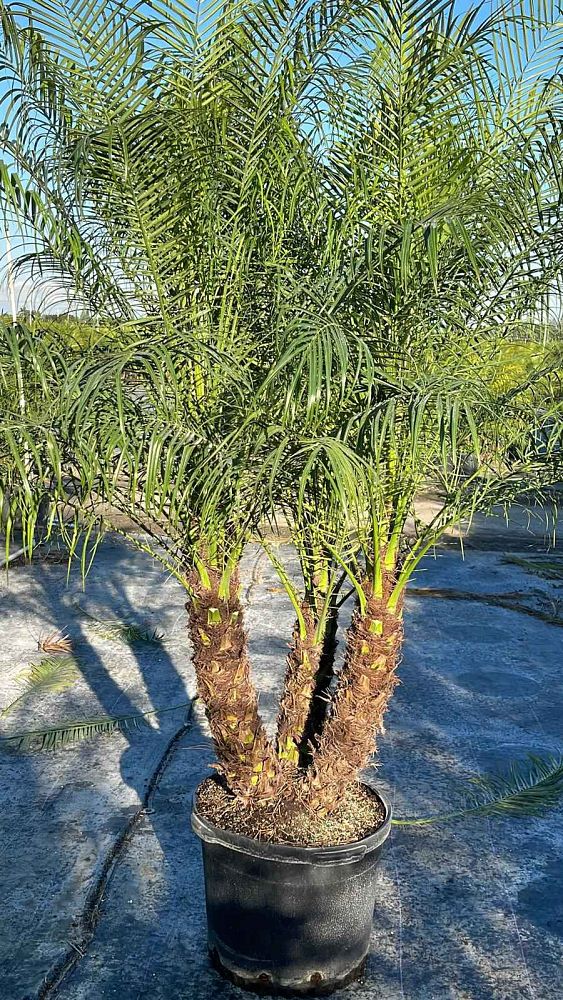 phoenix-roebelenii-pygmy-date-palm-roebelenii-palm