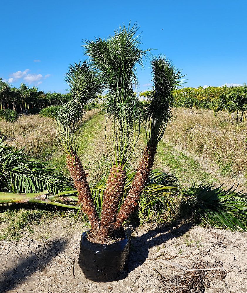 phoenix-roebelenii-pygmy-date-palm-roebelenii-palm