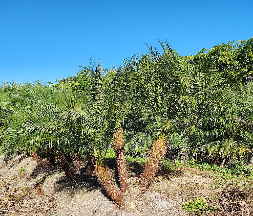 phoenix-roebelenii-pygmy-date-palm-roebelenii-palm