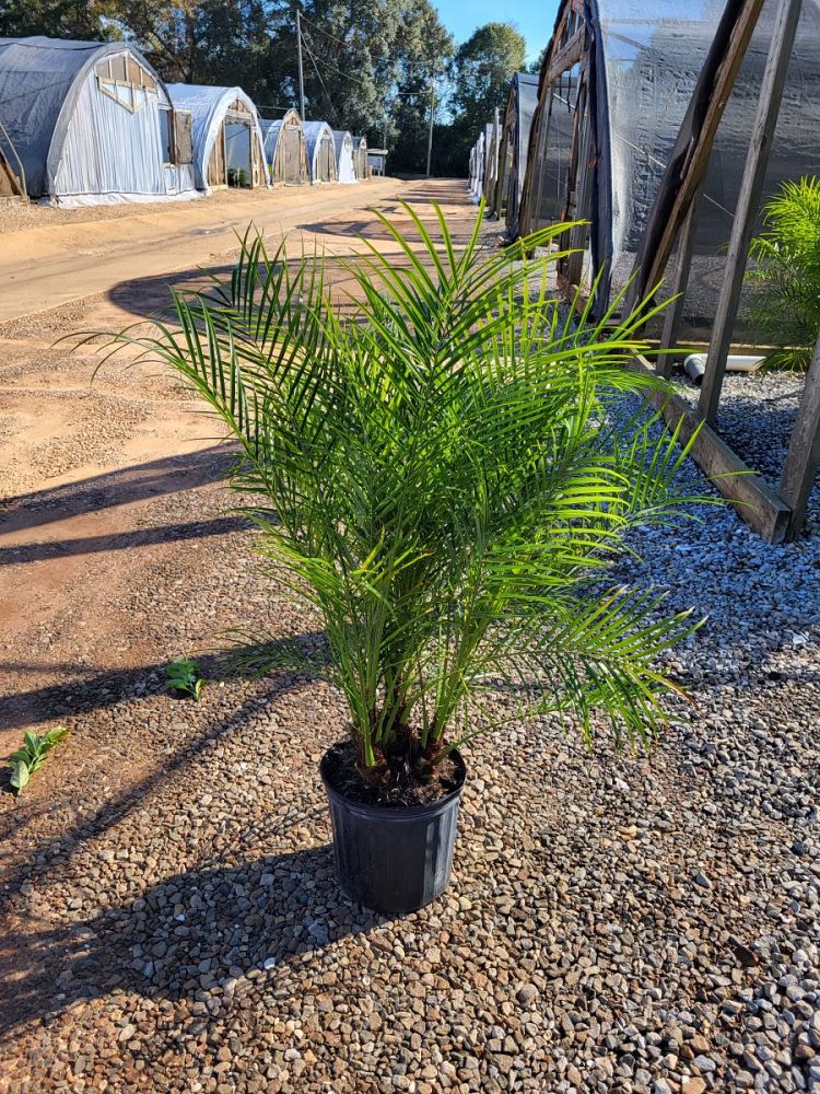 phoenix-roebelenii-pygmy-date-palm-roebelenii-palm