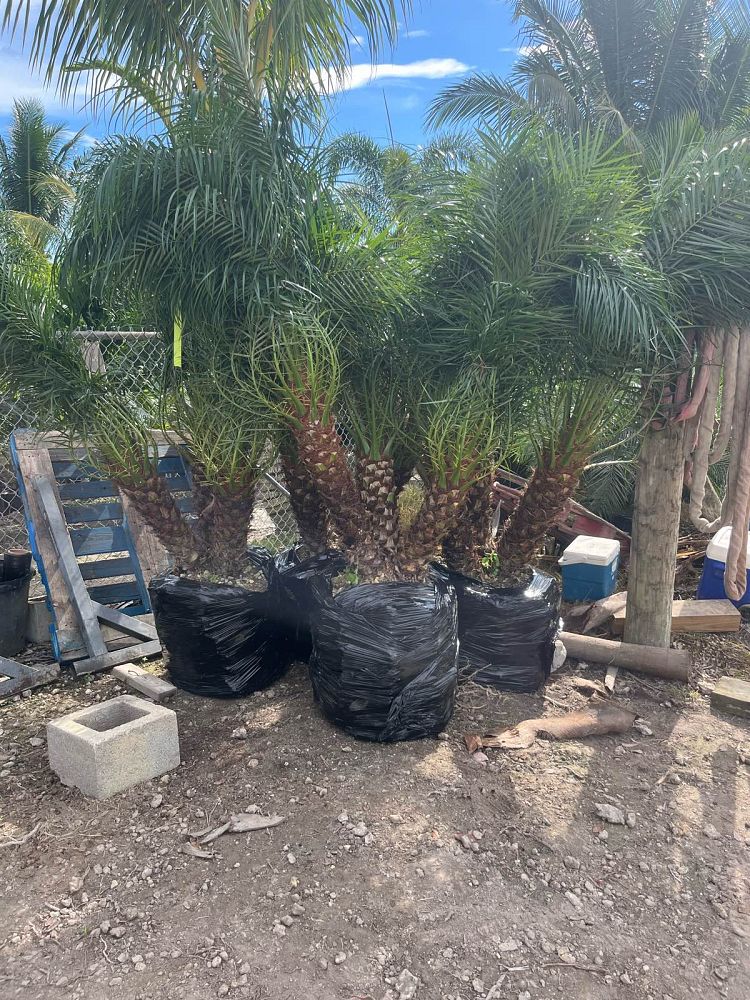 phoenix-roebelenii-pygmy-date-palm-roebelenii-palm