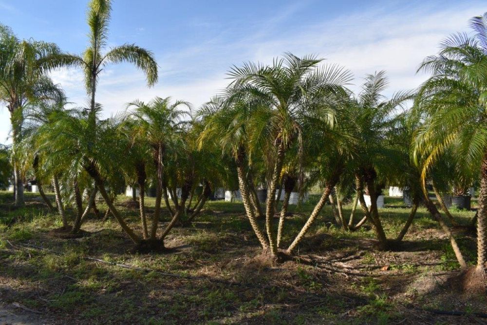 phoenix-roebelenii-pygmy-date-palm-roebelenii-palm