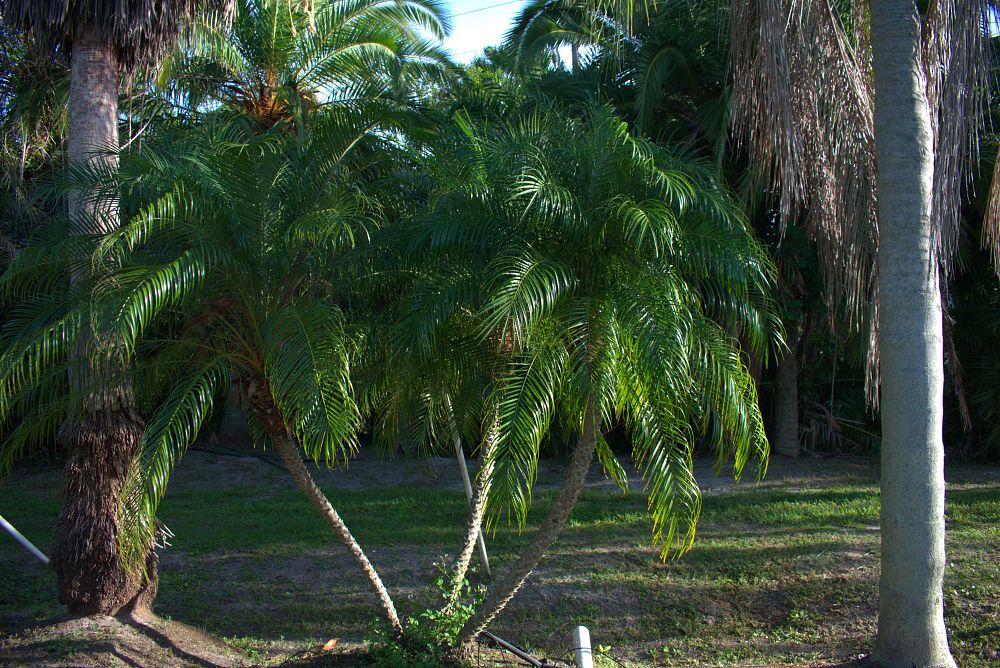 phoenix-roebelenii-pygmy-date-palm-roebelenii-palm