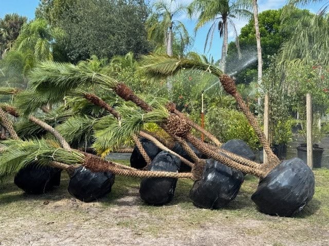 phoenix-roebelenii-pygmy-date-palm-roebelenii-palm