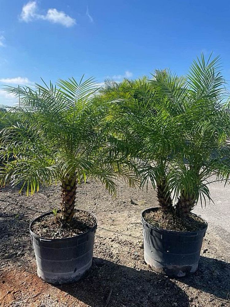 phoenix-roebelenii-pygmy-date-palm-roebelenii-palm