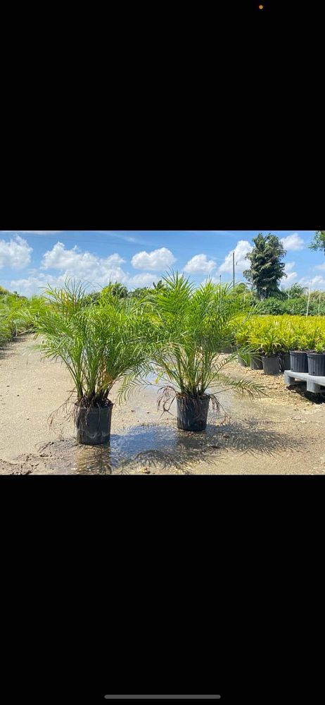 phoenix-roebelenii-pygmy-date-palm-roebelenii-palm