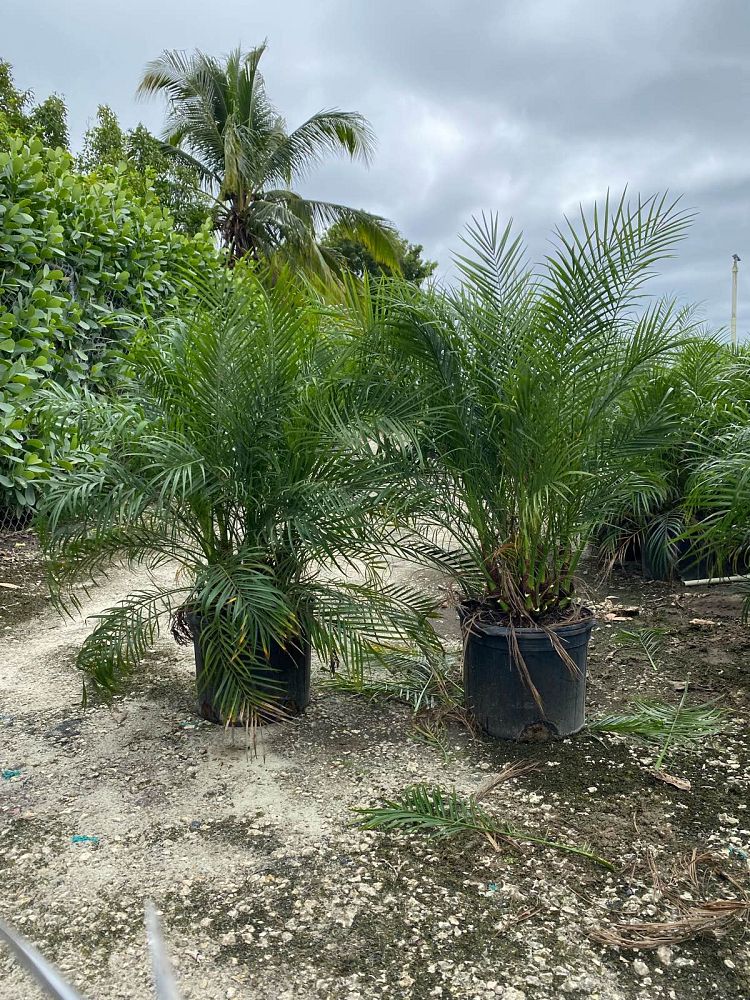 phoenix-roebelenii-pygmy-date-palm-roebelenii-palm