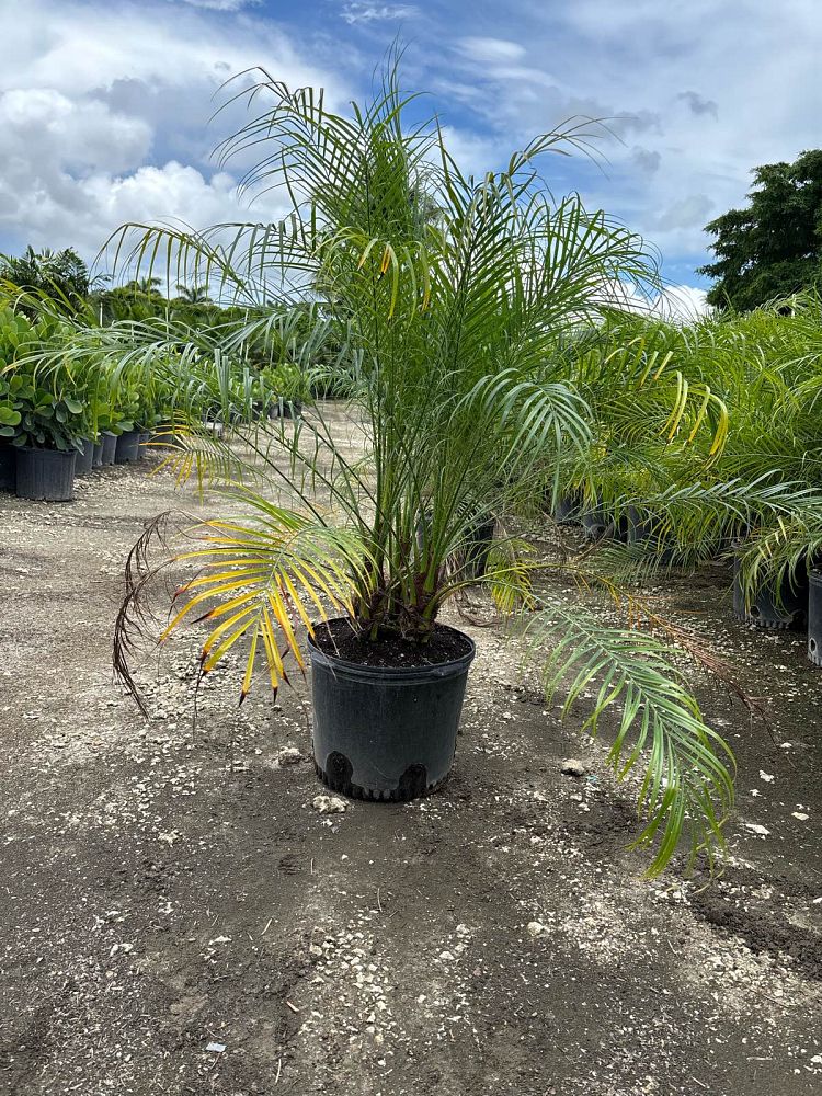phoenix-roebelenii-pygmy-date-palm-roebelenii-palm
