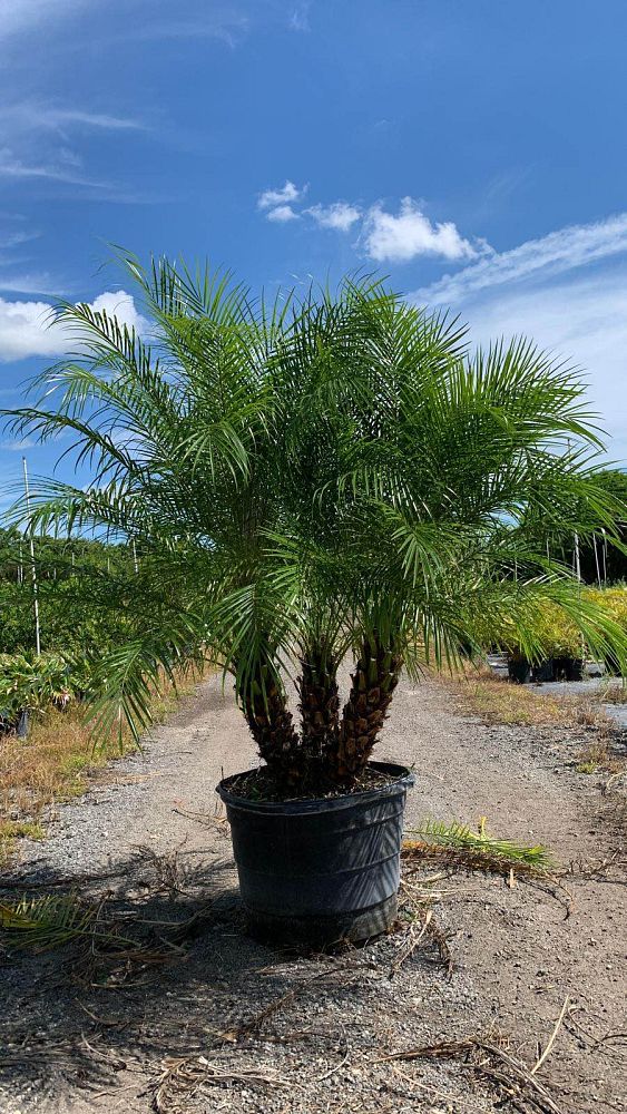 phoenix-roebelenii-pygmy-date-palm-roebelenii-palm