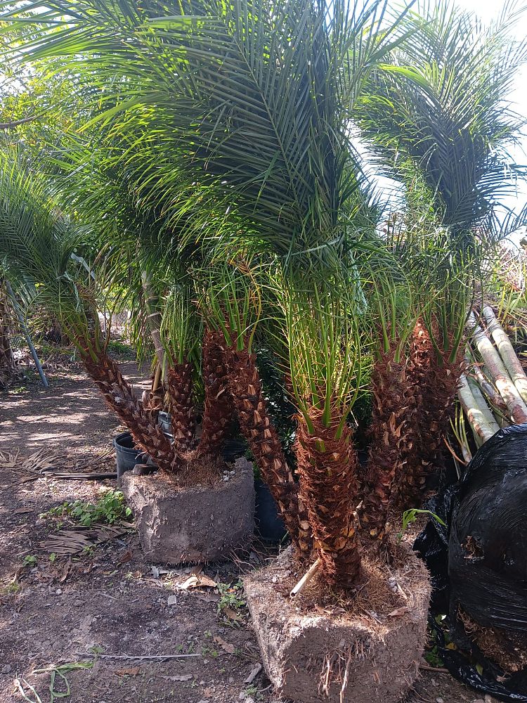 phoenix-roebelenii-pygmy-date-palm-roebelenii-palm