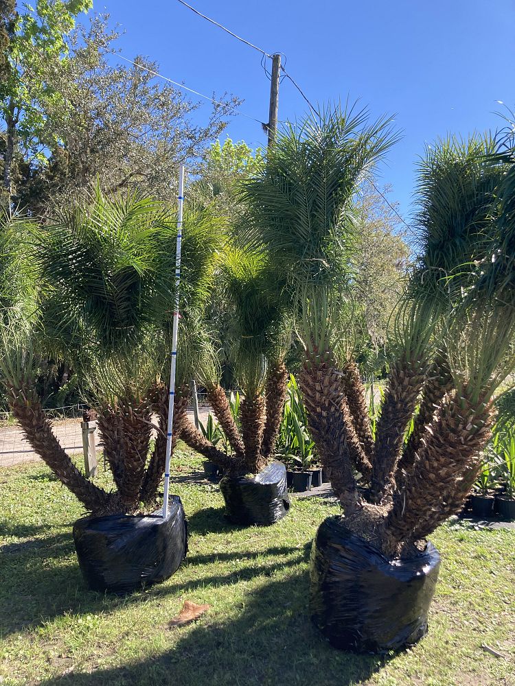 phoenix-roebelenii-pygmy-date-palm-roebelenii-palm