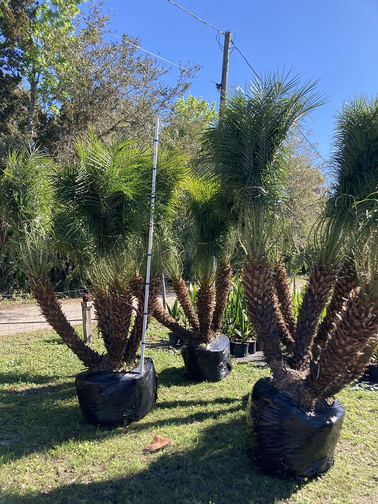 phoenix-roebelenii-pygmy-date-palm-roebelenii-palm