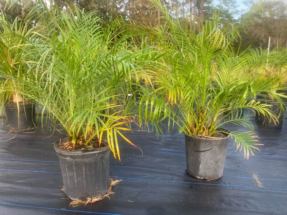 phoenix-roebelenii-pygmy-date-palm-roebelenii-palm