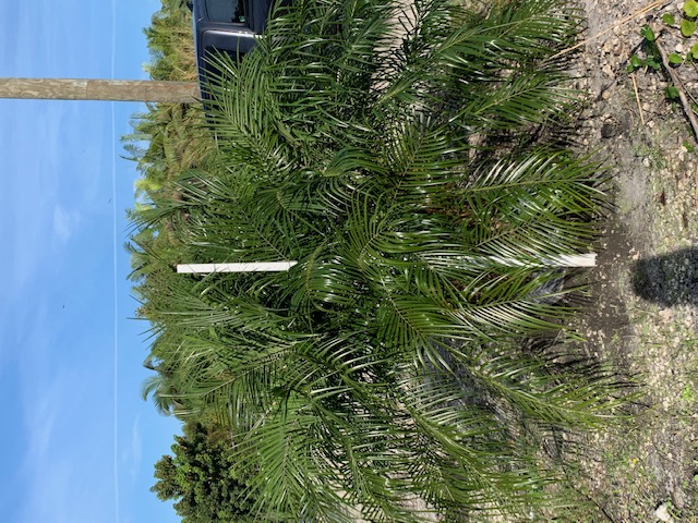 phoenix-roebelenii-pygmy-date-palm-roebelenii-palm