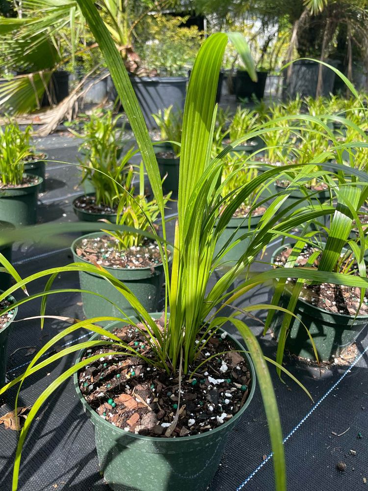 phoenix-roebelenii-pygmy-date-palm-roebelenii-palm
