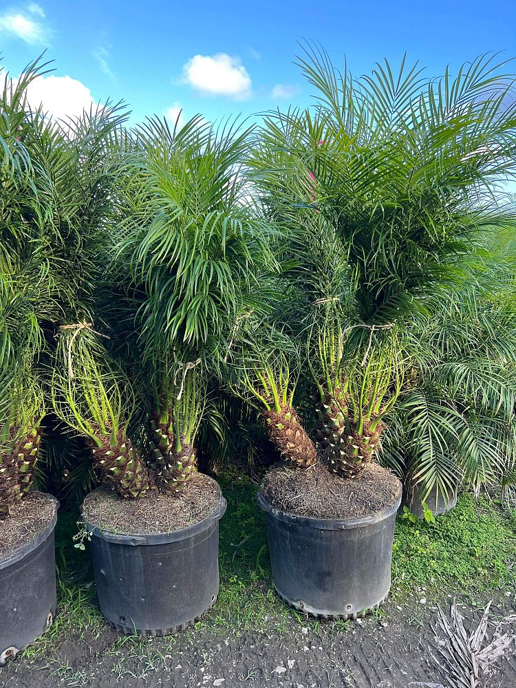 phoenix-roebelenii-pygmy-date-palm-roebelenii-palm