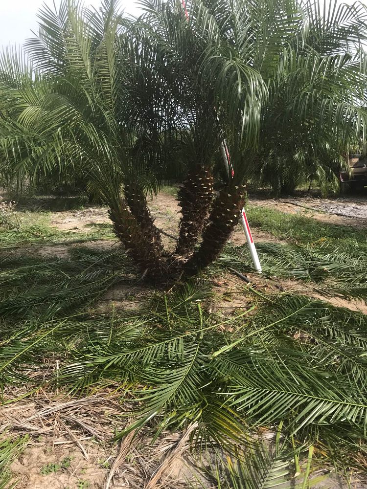 phoenix-roebelenii-pygmy-date-palm-roebelenii-palm