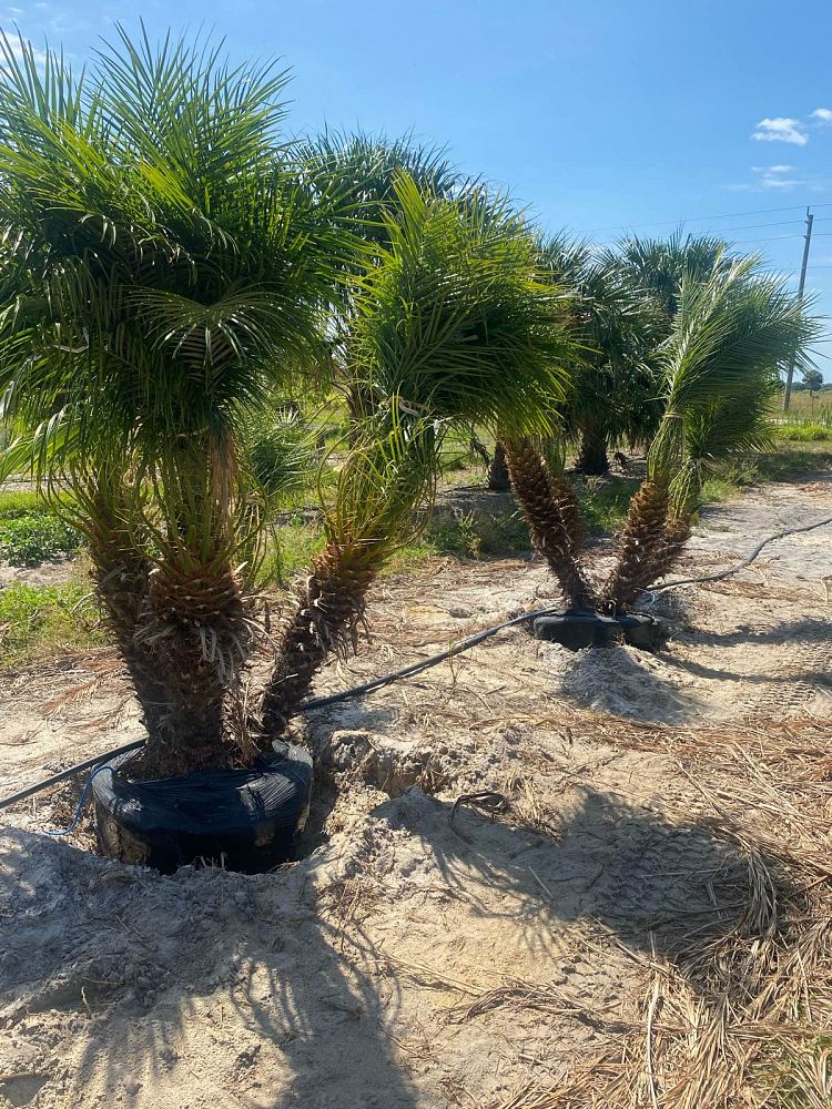 phoenix-roebelenii-pygmy-date-palm-roebelenii-palm