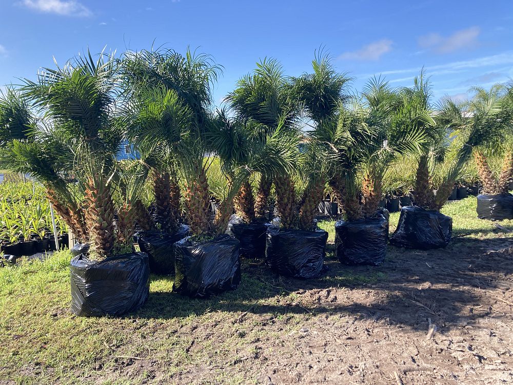 phoenix-roebelenii-pygmy-date-palm-roebelenii-palm