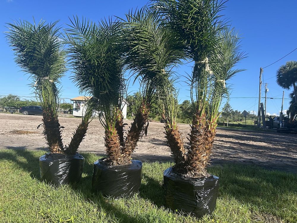 phoenix-roebelenii-pygmy-date-palm-roebelenii-palm