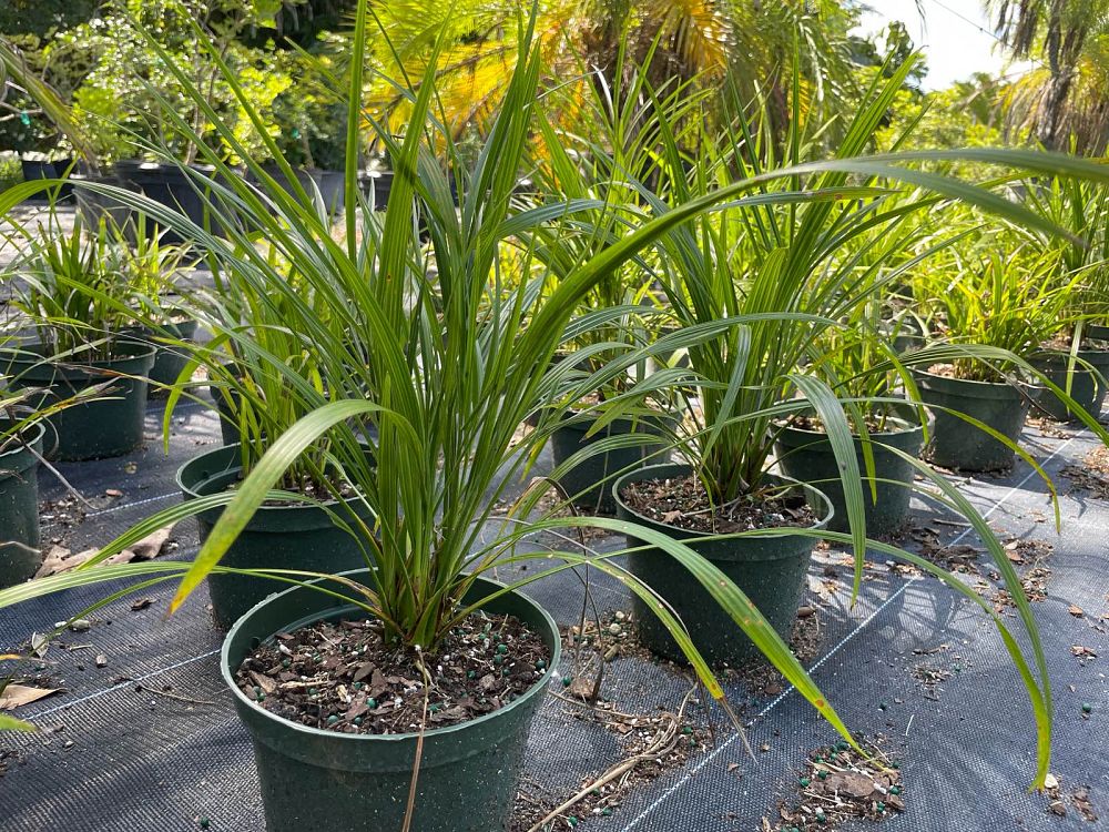 phoenix-roebelenii-pygmy-date-palm-roebelenii-palm