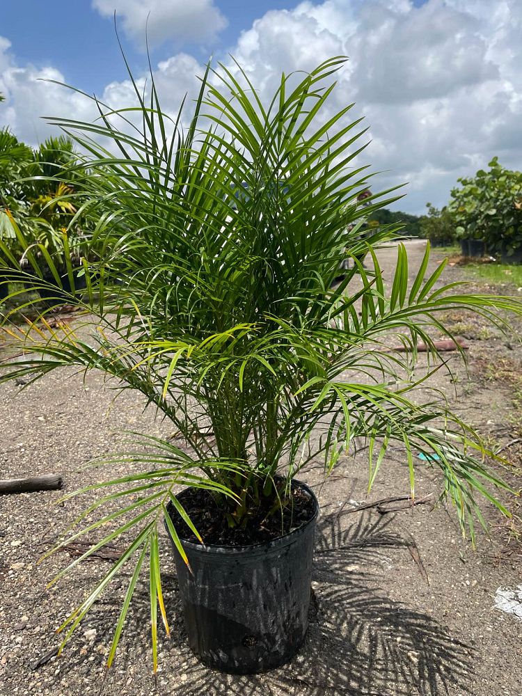 phoenix-roebelenii-pygmy-date-palm-roebelenii-palm