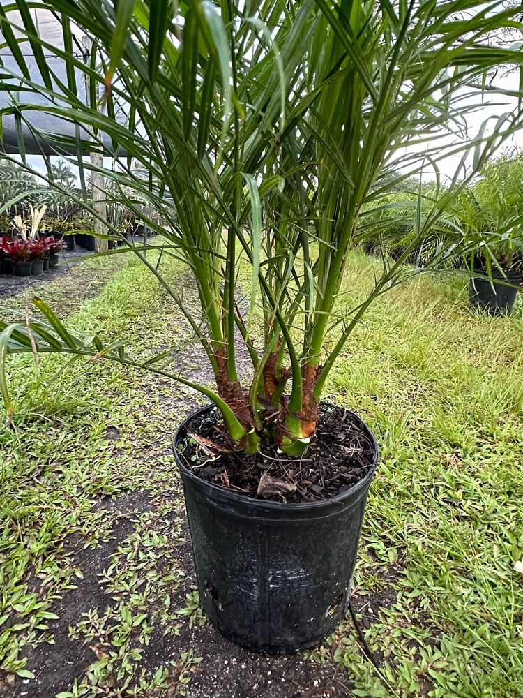 phoenix-roebelenii-pygmy-date-palm-roebelenii-palm